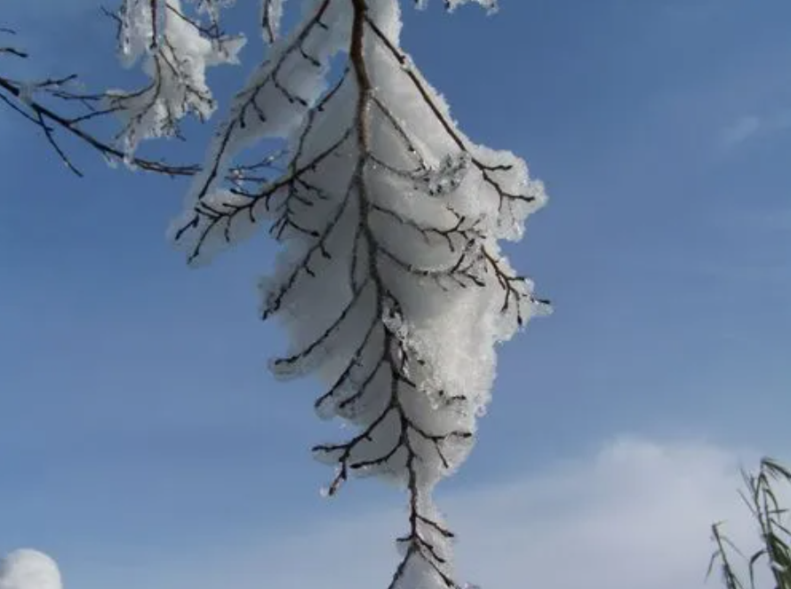 盼雪(圖1)